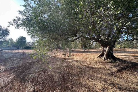 Helårsgrund i Carovigno, Brindisi, Carovigno - € 50.000 | Ref: Sierri VistaMar - foto 4